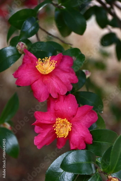 Obraz 寒さの中で咲き誇る