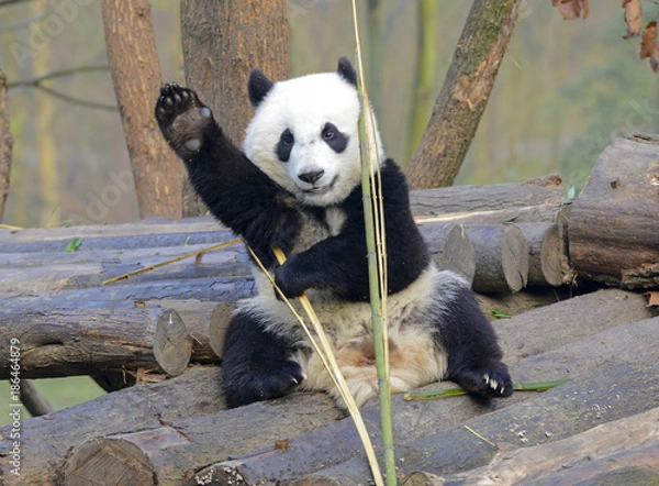 Fototapeta Wielka panda w pobliżu Chengdu, prowincja Syczuan, Chiny