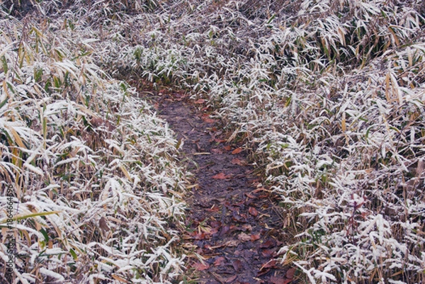 Obraz 兵庫県・三田市千丈寺湖初雪道