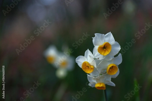 Obraz 冬の寒さの中凛と咲く