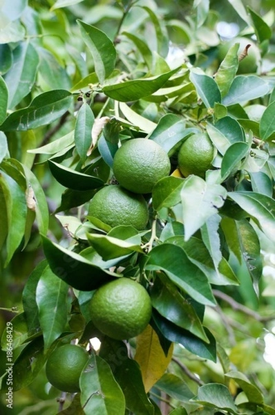 Obraz green tangerines on the tree