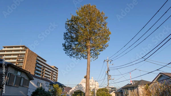 Obraz 住宅街の1本のヒノキ
