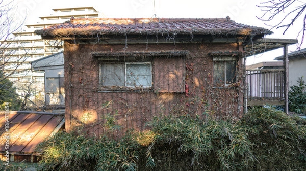 Obraz 蔦の絡まる家