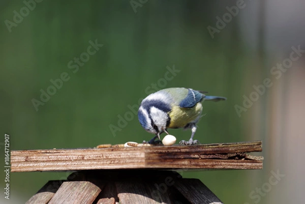 Obraz Cyanistes caeruleus mit Erdnusskern