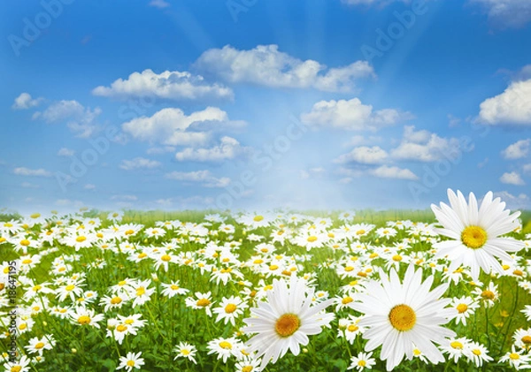 Obraz Daisy Marguerite Field