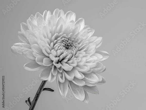 Obraz 白い背景に白い菊の花のクローズアップ