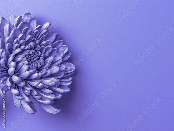 Obraz 紫色の背景に紫色の菊の花のクローズアップ