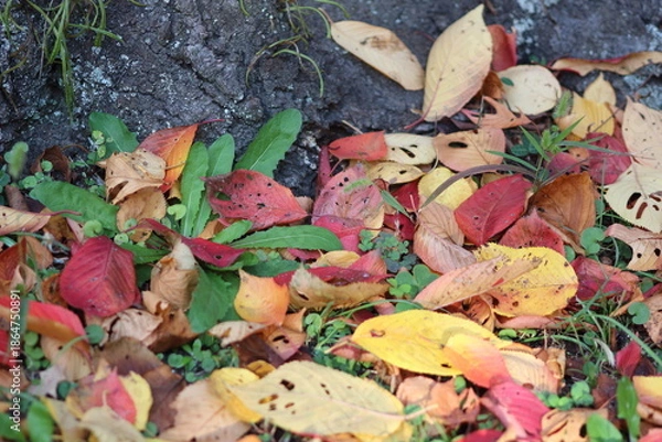 Obraz 繊細な色彩を放つ紅葉の葉が魅せる自然の美しさ