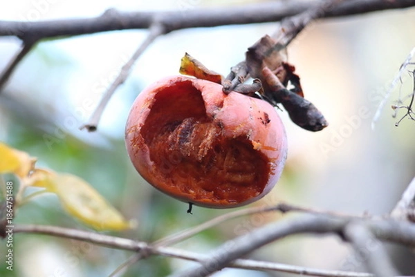 Obraz 完熟して鳥に食べられた柿の鮮やかな色