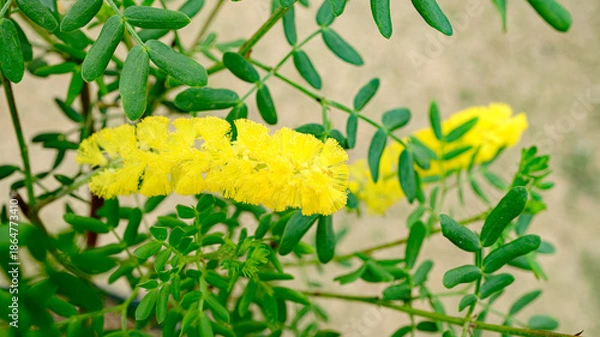 Obraz アカシア・ドルモンディ