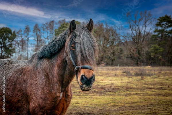 Obraz Brauner Pferdekopf mit Halfter im Portrait.