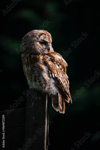 Obraz tawny owl perched