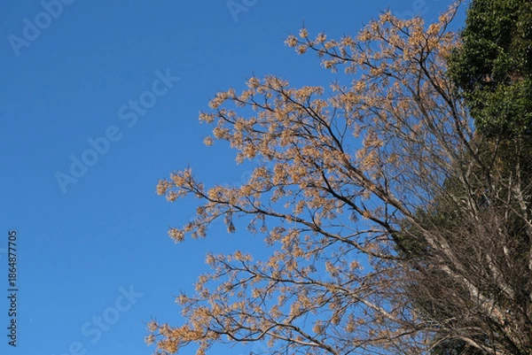 Obraz 青空とセンダンの実