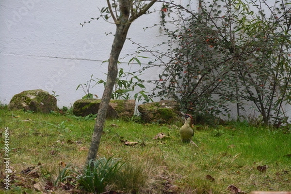 Fototapeta Observation du Pic vert