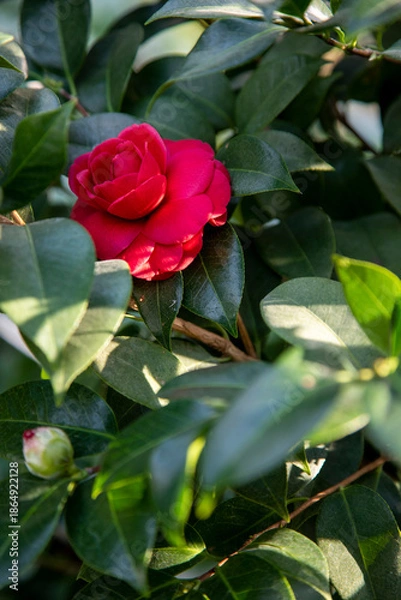 Obraz 서울 숲의 겨울 이야기