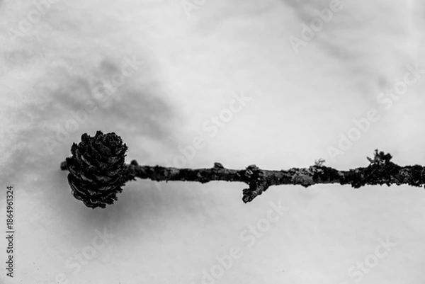 Obraz pine fruit on snow white background