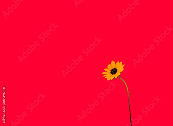 Obraz Yellow flower on red background