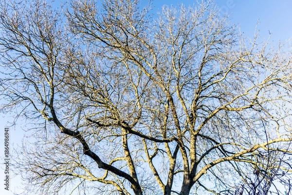 Obraz Bare tree in winter