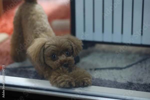 Obraz 伸びをするトイ・プードル