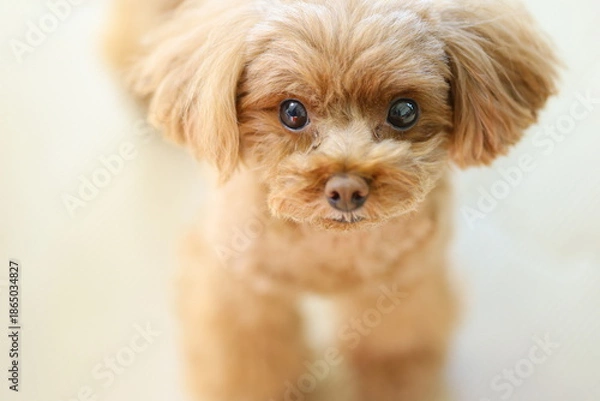 Obraz 目力が強いトイ・プードル