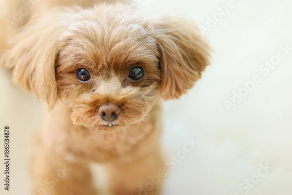 Obraz 目力が強いトイ・プードル