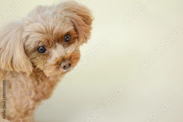Obraz 目力が強いトイ・プードル