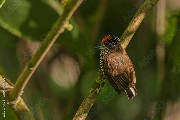Obraz A tiny woodpecker is resting on a tree branch.