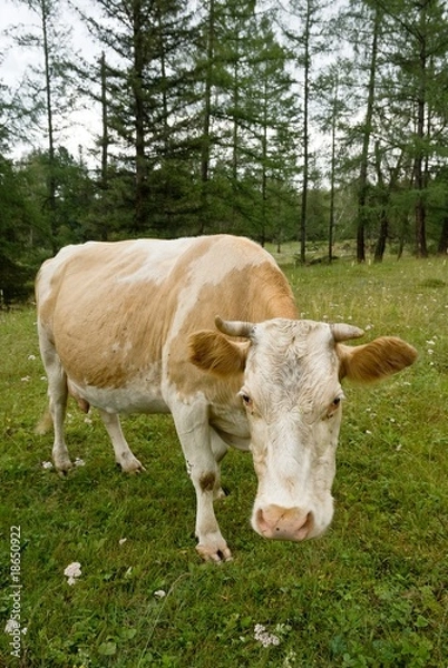 Obraz cow