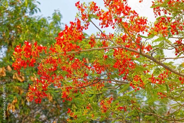 Fototapeta  Flamboyant
