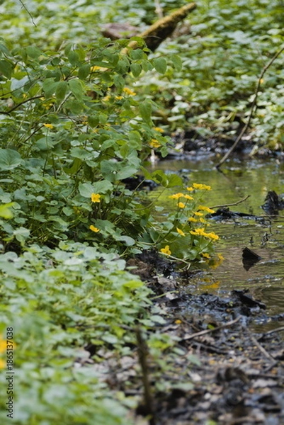 Obraz Marsh marigold (Caltha palusttris )