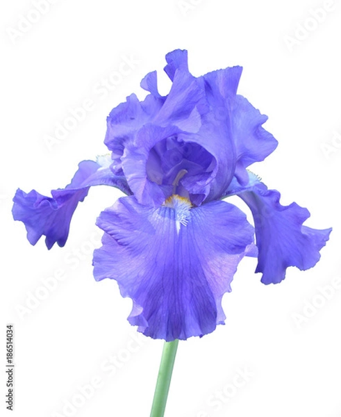 Obraz iris flower