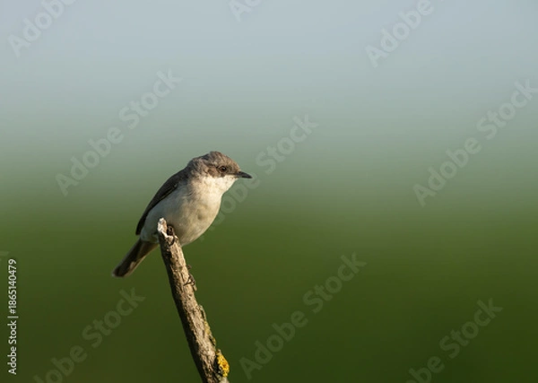 Obraz Lesser Whitethroat perched on tree branch
