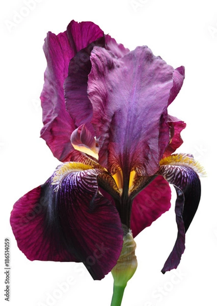 Obraz iris flower