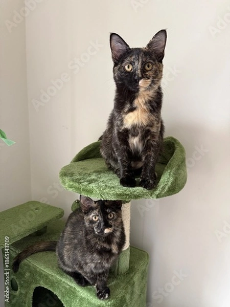 Obraz Tortoiseshell Kittens on Cat Tree