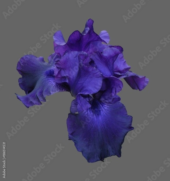 Fototapeta iris flower