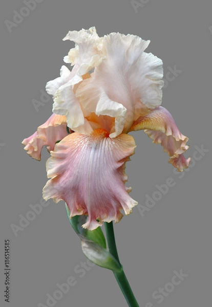 Obraz iris flower