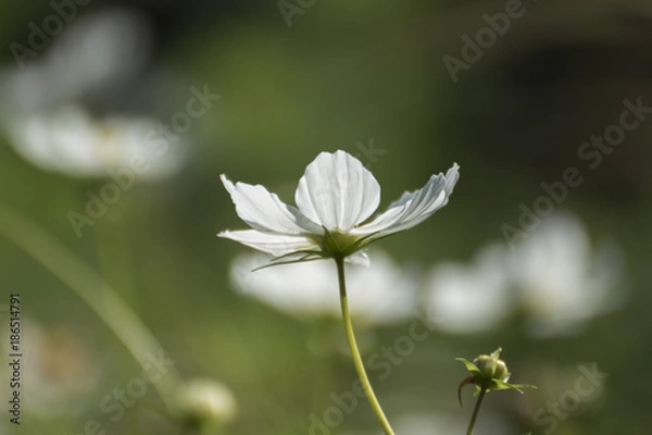 Fototapeta Weiße Blüte