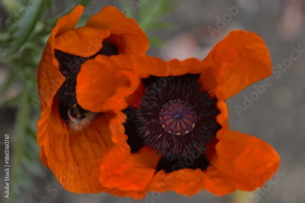 Obraz Oriental poppy (Papaver orientale)