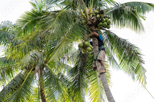 Obraz Coconut harvesting process with worker lowering green coconuts from palm tree