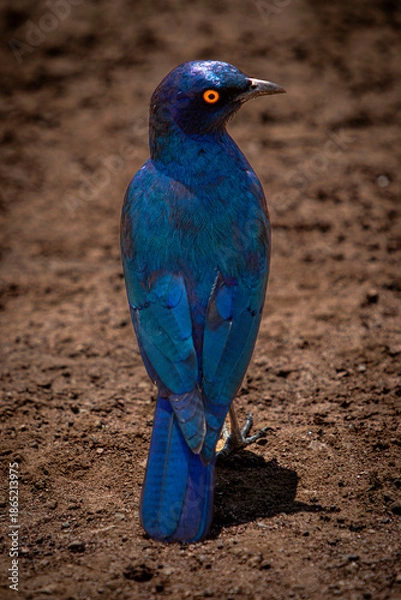 Obraz Cape Glossy Starling