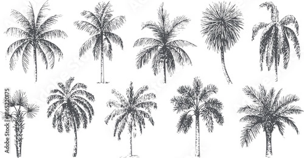 Obraz Ten different palm tree species black and set
