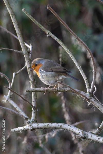 Obraz robin red breast
