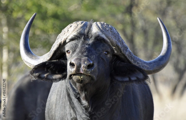 Obraz African Buffalo
