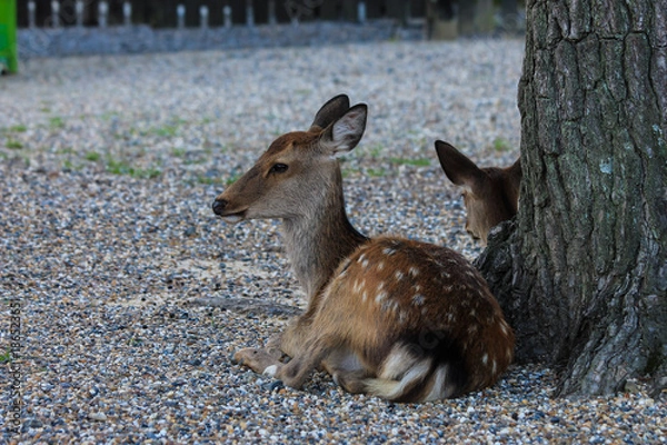 Obraz Deer in Nara Park