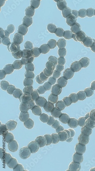 Obraz Streptococcus Bacteria Chains Under Microscope 3D Medical Illustration