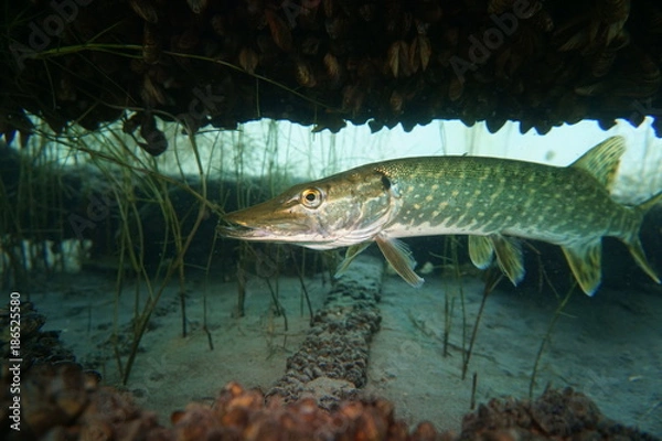 Fototapeta Hecht im See