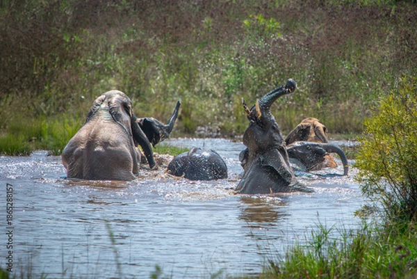 Obraz Playful Elephants