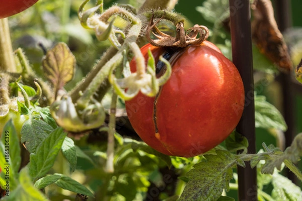 Obraz A rotten tomato on a vine.