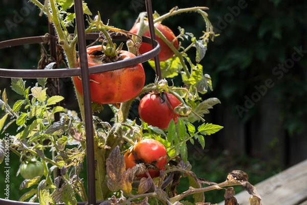 Obraz A rotten tomato on a vine.