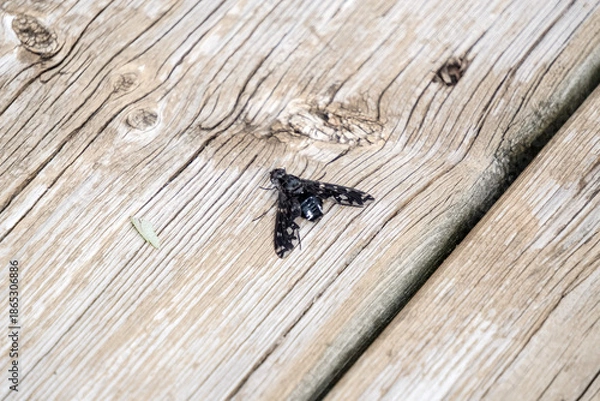 Obraz Odd looking insect